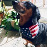 Entry image for Daisy 