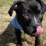 Entry image for Lola