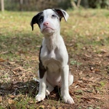 Entry image for Jubilee 