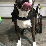 Entry image for Roscoe