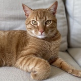 Entry image for Tony