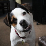 Entry image for Bronco