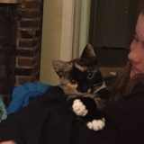 Entry image for Goose