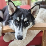 Entry image for Snowy