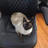 Entry image for Sammy