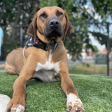 Entry image for Nala 