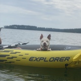 Entry image for Stella