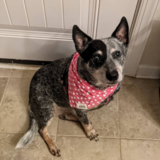 Entry image for Adelaide