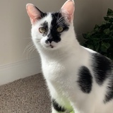 Entry image for Emmett