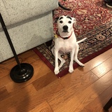 Entry image for Stella Louise