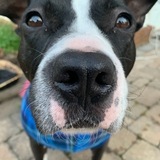 Entry image for Polly Scholle  (Scholle sounds like Polly)