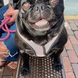 Entry image for Cookie