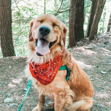 Entry image for Cash