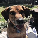 Entry image for Opie