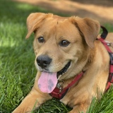 Entry image for Raider