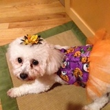 Entry image for Lacey