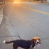 Entry image for Nala