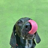 Entry image for Pete