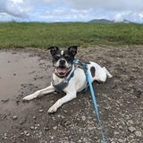 Entry image for Charlie