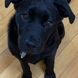 Entry image for Olive