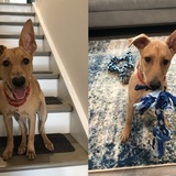 Entry image for Cody