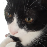 Entry image for Jasper