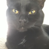 Entry image for Nora