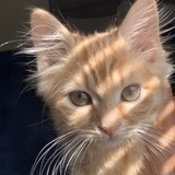 Entry image for Bash 