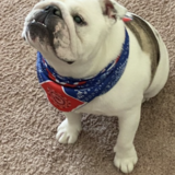 Entry image for Frankie