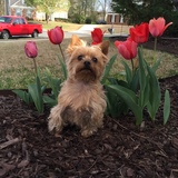 Entry image for Bailey