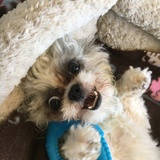 Entry image for Milo