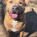 Entry image for Biggie