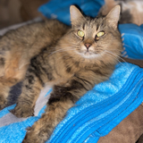 Entry image for Sheba