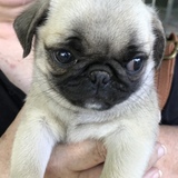 Entry image for Frida 