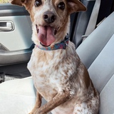 Entry image for Priya