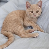 Entry image for Oliver