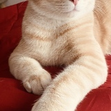 Entry image for Simba