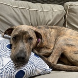 Entry image for Gracie