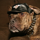 Entry image for Dash