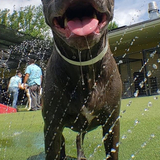 Entry image for Teddy