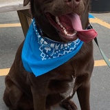 Entry image for Brewer