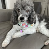 Entry image for Martha