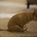 Entry image for Horton