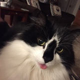 Entry image for Chacha