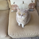 Entry image for Mooshie