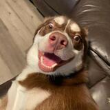 Entry image for Bucky Bones