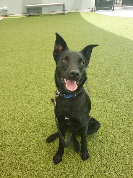 Entry image for T'Challa. Clicking this image will show a larger photo