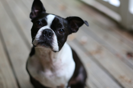 Entry image for Ferris. Clicking this image will show a larger photo