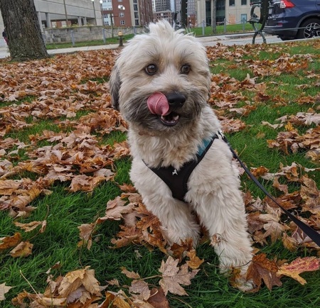 Entry image for Crosby. Clicking this image will show a larger photo