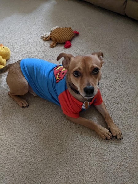 Entry image for Sebastian. Clicking this image will show a larger photo